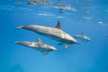 Printed roller blinds Dolphin Mother and juvenile Spinner dolphins in the wild.