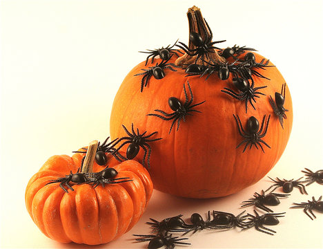 pumpkins and spiders