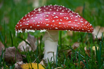 Fly Agaric - Mushroom