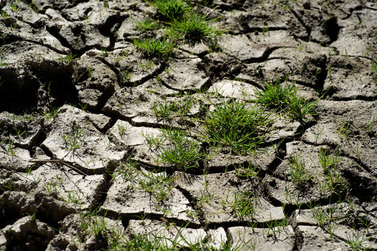 Natur im Durchbruch, Trockener Boden "Bl&uuml;hend"