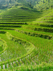 Rizi&egrave;re sous eau