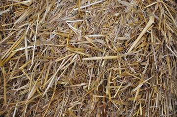 fieno