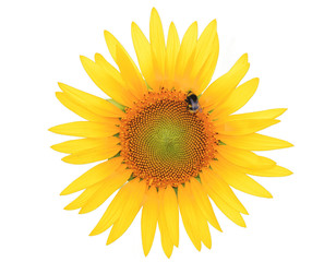 Sunflower and bee isolated on white