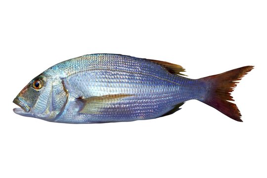Dentex vulgaris toothed sparus snapper fish