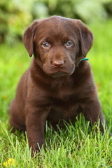 Chocolate Labrador Retriever Sitting in Grass