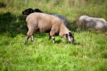 Herbstwiese mit Schafen