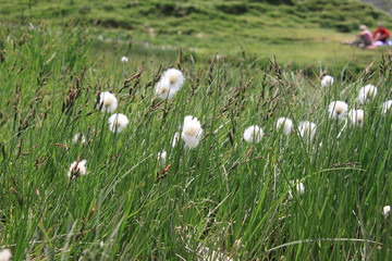 linaigrettes de scheuchzer
