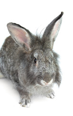 Happy New Year of rabbit