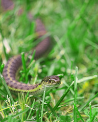Snake in Grass
