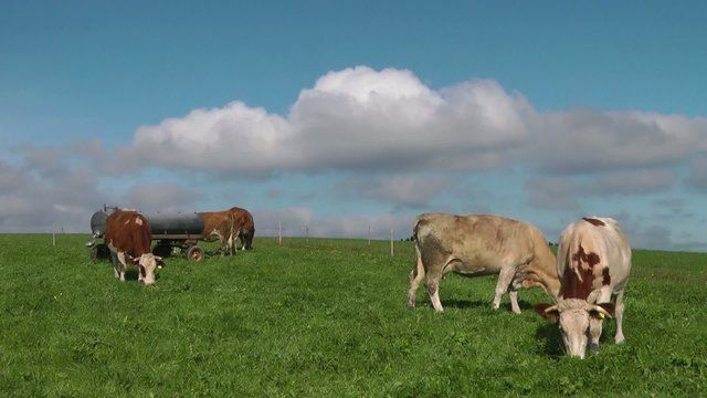 K&uuml;he auf der Weide Video