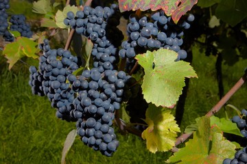 ripe Purple Grapes
