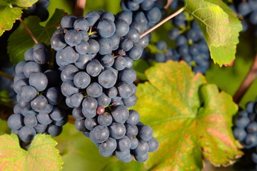 ripe Purple Grapes