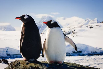 Keuken foto achterwand Pinguïn Twee pinguïns