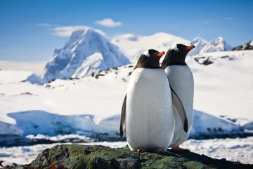 Foto op Plexiglas Pinguïn Twee pinguïns