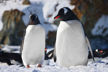 Two penguins