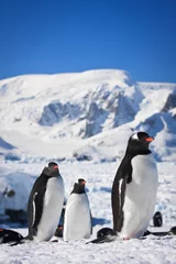 Three penguins