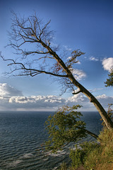 tree by the sea