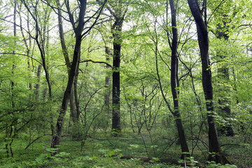 wald