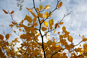 Beautiful autumn in Scotland
