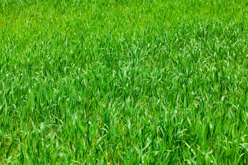 background of green grass