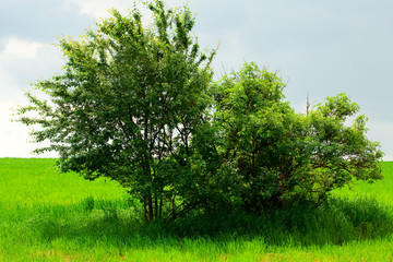 Fototapeta na wymiar lonely tree standing in a field