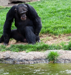 Fototapeta na wymiar gorilla