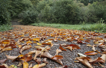 Obraz premium Herbstlaub