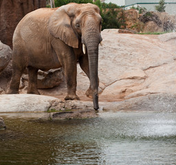 Naklejka premium elephant