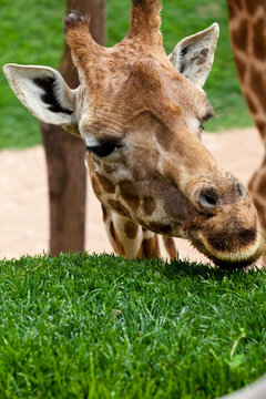 giraffe