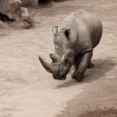 Naklejka premium rhinoceros