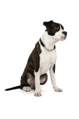 American Staffordshire Terrier