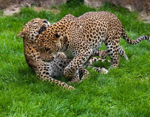 Fototapeta premium leopards