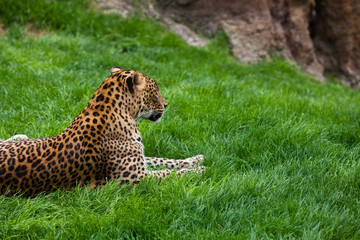 leopard