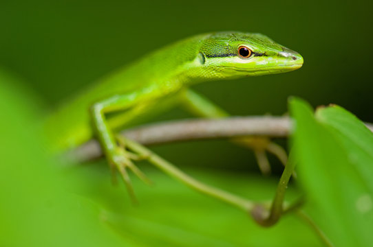 11 Best サキシマカナヘビ Images Stock Photos Vectors Adobe Stock 11 Best サキシマカナヘビ Images Stock Photos Vectors Adobe Stock