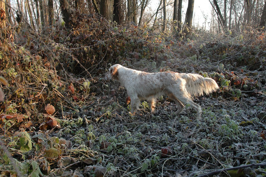 Setter inglese  in ferma su beccaccia