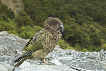 A Kea sits on a rock on a mountain trail in New Zealand