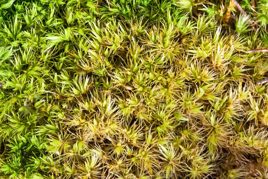 Macro of green sphagnum moss with morning dew