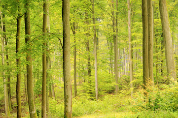 Buchenwald im Herbst - beech forest in fall 08