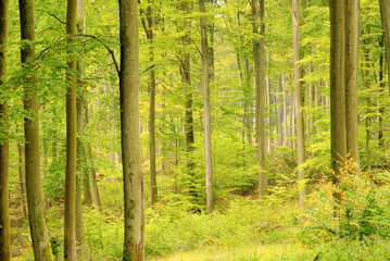 Buchenwald im Herbst - beech forest in fall 0