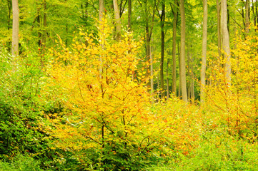 Buchenwald im Herbst - beech forest in fall 11