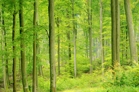 Buchenwald im Herbst - beech forest in fall 07