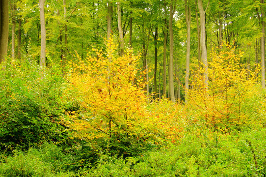 Buchenwald im Herbst - beech forest in fall 12