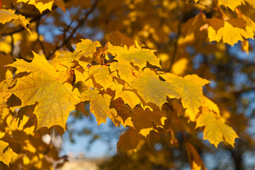 Golden autumn