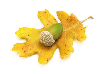 Naklejka premium Isolated acorn