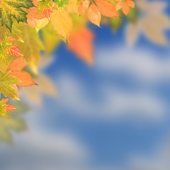 Autumn leaves