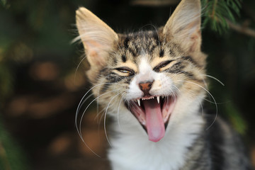 kitten portrait