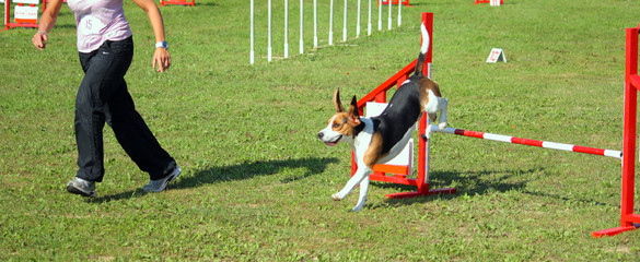 Border Collie Agility Dog