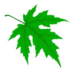 green leaf