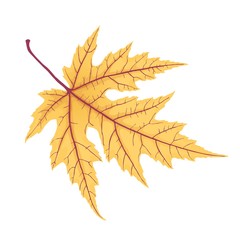 yellow autumn  leaf