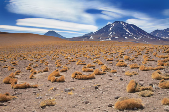paja brava close to volcano Miscanti, desert Atacama, Chile